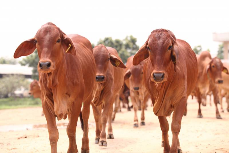 gau mata